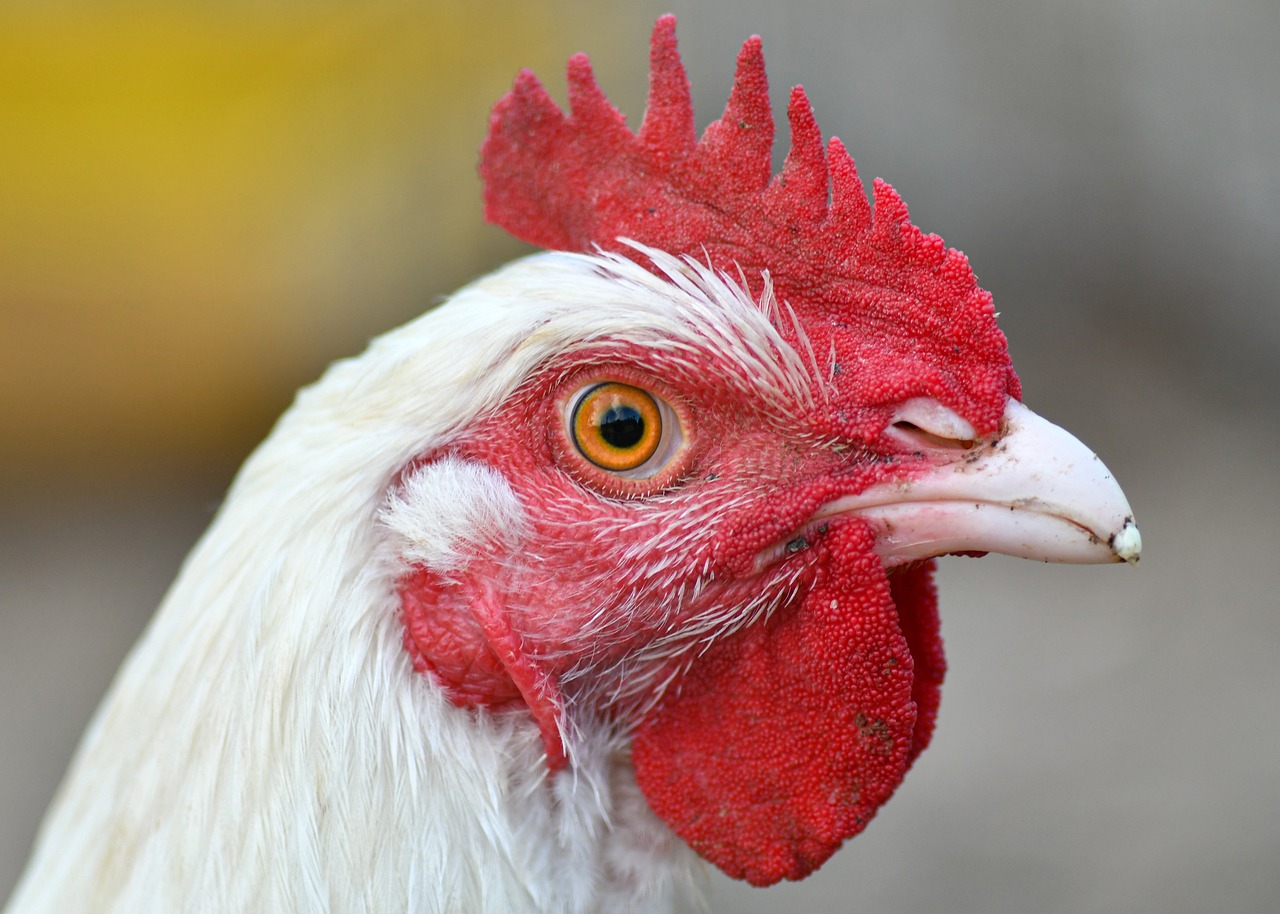 hen-5560931_1280.jpg